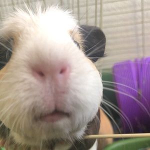 Meet your Posher, Tinghui